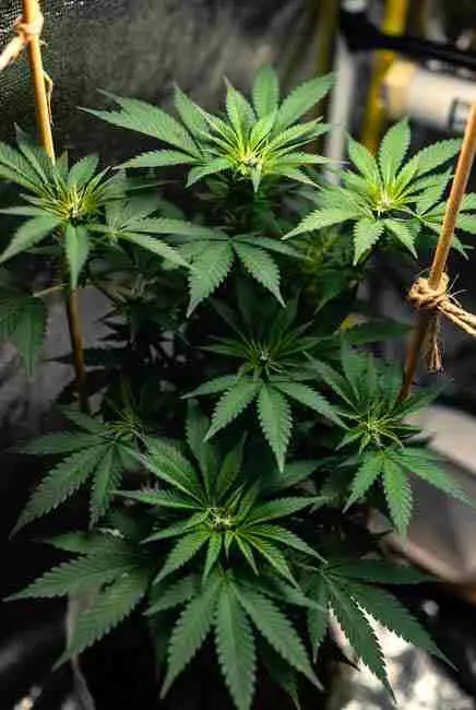 Northern Lights cannabis plant in vegetative stage after 4-6 weeks, compact bushy structure with low-stress training strings spreading branches for even light coverage
