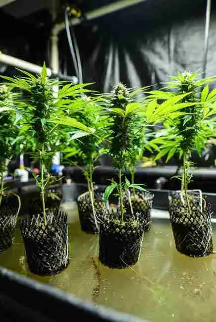 Close-up of marijuana plants in hydroponic setup with lush green foliage and strong roots maintained at optimal EC and pH levels