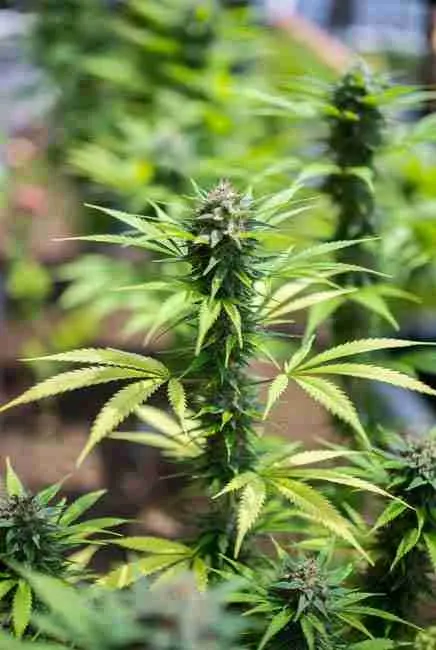 Detailed view of foxtail cannabis buds stretching upward on a healthy plant amid lush green foliage in a garden setting, showcasing genetic variations in cannabis and mutant traits like duckfoot and foxtailing