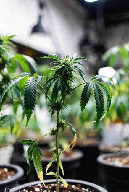 Cannabis plant exhibiting nitrogen toxicity symptoms with dark shiny green leaves clawing downward and weak stems in indoor grow setup