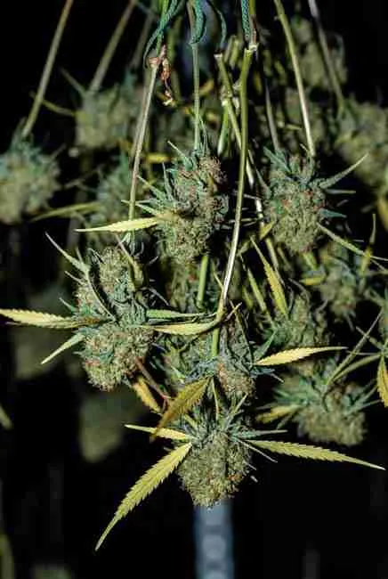 Northern Lights cannabis branches freshly harvested with milky trichomes and amber pistils hanging upside down in dark drying room at 60-70% humidity