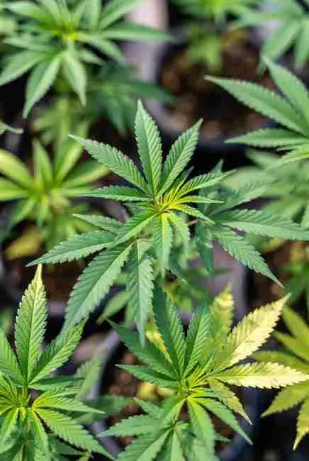 Vibrant green cannabis leaves showing healthy chlorophyll-rich growth in soil pots