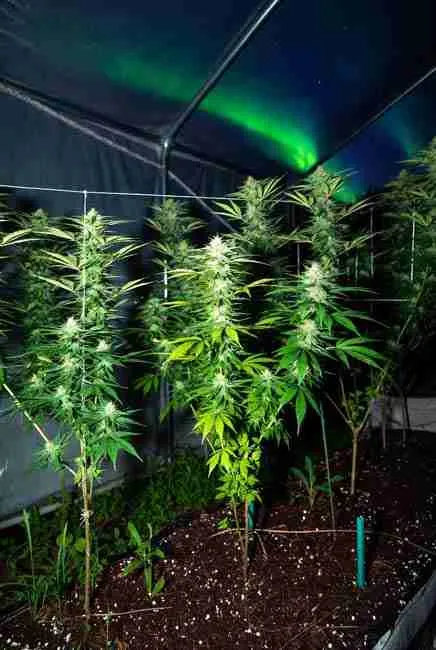 Northern Lights cannabis plants thriving inside an Ontario greenhouse under the aurora borealis, protected from fall rain and short season with proper training