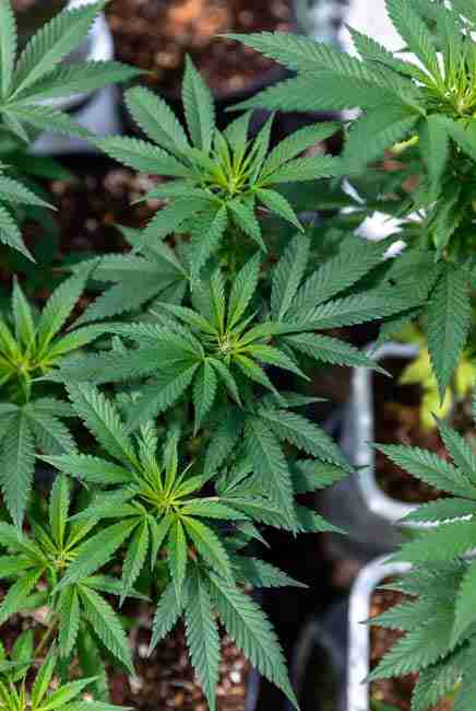 Close-up lush cannabis foliage with bushy growth and bright green leaves from high-quality nitrogen fertilization in grow environment