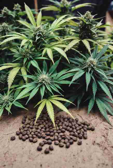 Hybrid F1 cannabis seeds and vigorous plants ideal for intercropping cannabis vegetables in mixed beds, showing disease resistance, stress recovery, and competition handling for efficient garden layouts and higher yields