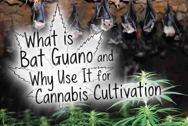 What is Bat Guano and Why Use It for Cannabis Cultivation title in bubble cannabis leaf font over cave background with hanging bats and lush cannabis plants