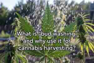 What is bud washing and why use it for cannabis harvesting - sparkling clean cannabis buds being rinsed after harvest at Green Avenger Seeds