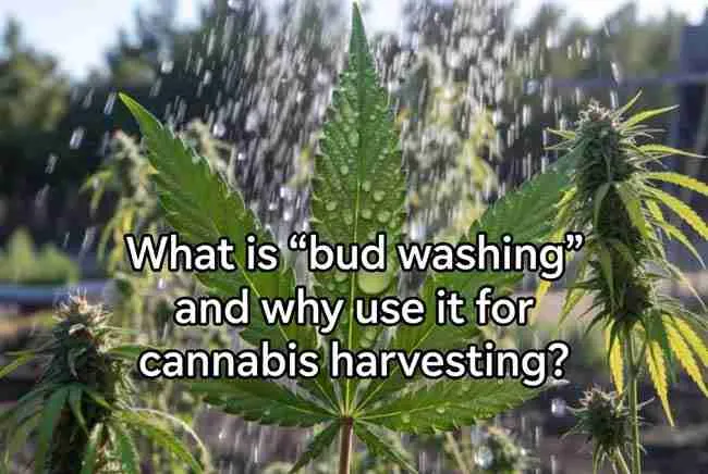 What is bud washing and why use it for cannabis harvesting - sparkling clean cannabis buds being rinsed after harvest at Green Avenger Seeds