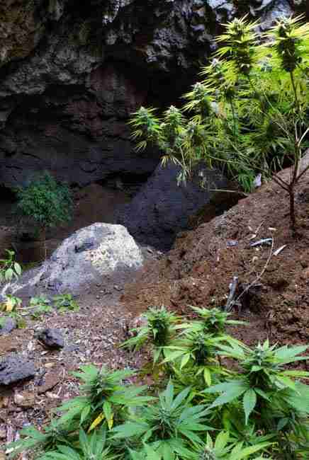 Close-up cave interior showing clusters of bats overhead and healthy cannabis plants emerging from aged bat guano layers in natural organic fertilizer setting for bat guano cannabis growing