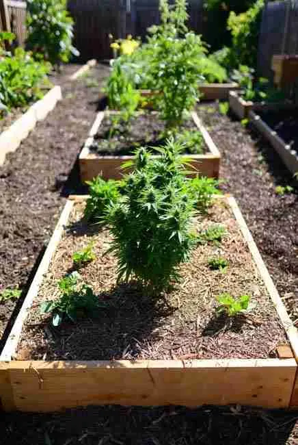 Step-by-step setup of first intercropped bed for intercropping cannabis vegetables – raised beds in sunny spot with good drainage, cannabis planted in staggered center pattern, companions filled in (tall north, short south), heavy mulch suppressing weeds and retaining moisture in efficient garden layouts