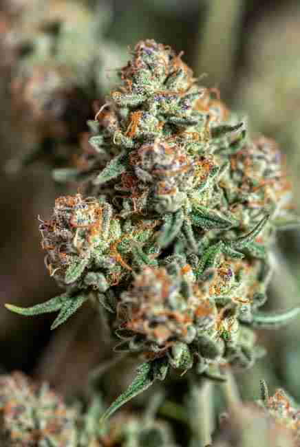 Frosty Blue Dream cannabis buds in sharp detail showing light green structure, orange hairs, and heavy resin coating