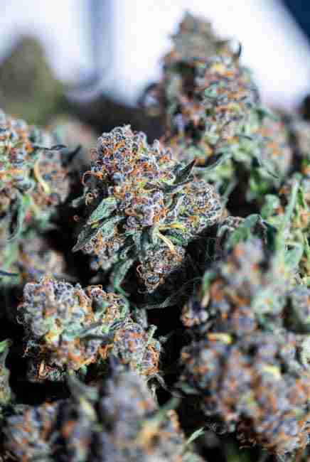 Close-up of frosty Blue Dream cannabis buds showing purple hues, bright orange pistils, and heavy sparkling trichomes