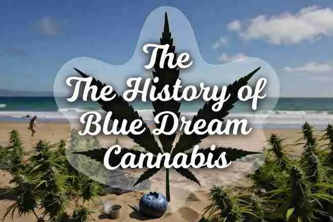 The History of Blue Dream Cannabis title over a large cannabis leaf with a fresh blueberry on a sunny California beach background