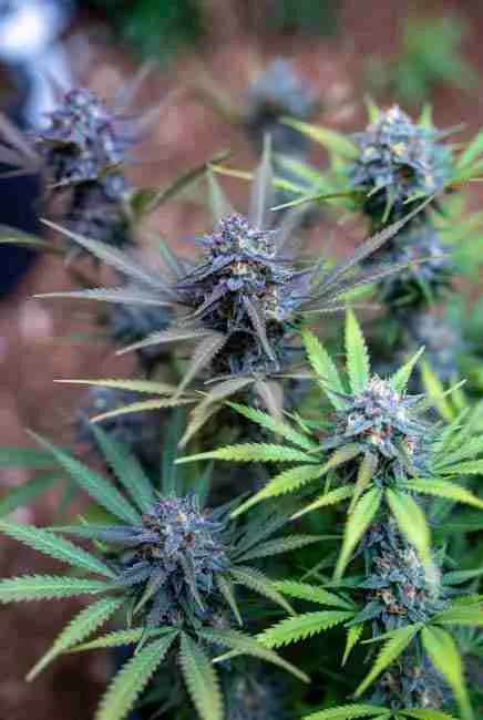 Close-up of DJ Short’s Blueberry cannabis plant with deep purple buds and frosty trichomes
Dark purple cannabis plant showing strong Blueberry genetics with dense frosty buds and colorful fan leaves