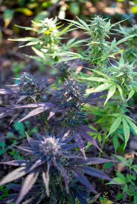 Close-up of DJ Short’s Blueberry cannabis plant with deep purple and blue buds and frosty trichomes
Dark purple cannabis plant showing strong Blueberry genetics with dense frosty buds and colorful fan leaves