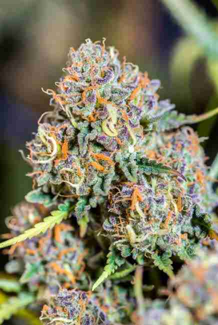 Macro close-up of a dense Blue Dream cannabis bud covered in sparkling trichomes with purple hues and bright orange pistils