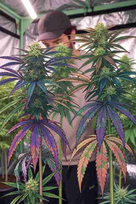 Cannabis plants displaying classic phosphorus deficiency symptoms with older lower leaves showing dark bluish tint purple red edges bronze brown spots curling downward stiff texture and purple stems in indoor grow tent