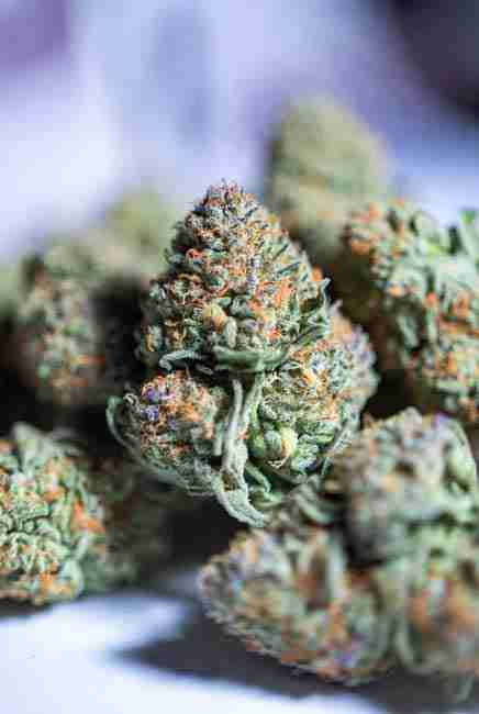 Macro shot of dense Blue Dream buds covered in thick resin, vibrant green and purple tones, and resin-coated orange hairs
