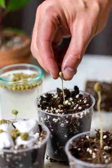 Step-by-step germination guide for Blue Dream cannabis seeds showing soaking, paper towel method, taproot growth, and planting in moist soil
