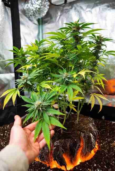 Thriving cannabis plant in indoor grow tent with glowing orange roots exposed in rich soil showing strong phosphorus uptake and healthy growth