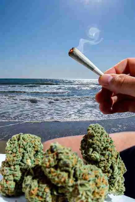 Hand holding frosty Blue Dream cannabis buds and a joint on a sunny California beach with ocean waves
Lit joint with rising smoke held above fresh dense Blue Dream cannabis buds on a sunny beach with waves crashing