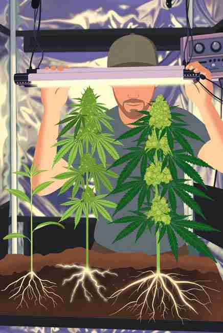 Illustrated cannabis plants showing all growth stages including seedling with small roots vegetative thick green foliage and flowering dense rock-hard colas with glowing phosphorus energy in indoor grow tent