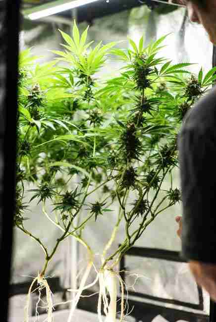 Healthy cannabis plants in vegetative stage with extensive glowing white roots branching deeply in soil demonstrating boosted root growth from proper phosphorus use