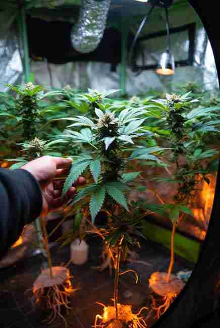 Close-up of grower’s hand gently lifting a vibrant cannabis plant in grow tent revealing exposed glowing roots and dense green foliage for phosphorus nutrient education