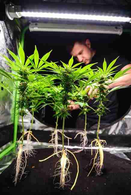 Close-up of grower inspecting dense resinous cannabis buds and strong branching stems in flowering stage inside grow tent showing benefits of phosphorus for bigger yields