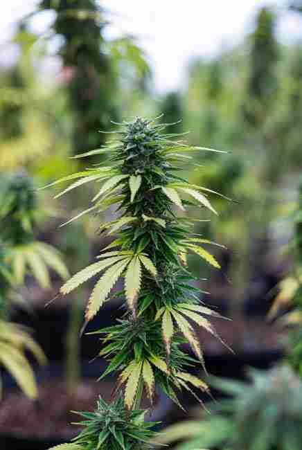 What happens if cannabis gets too much potassium - dark green thick leaves, burnt tips, stunted buds and brittle stems from excess K