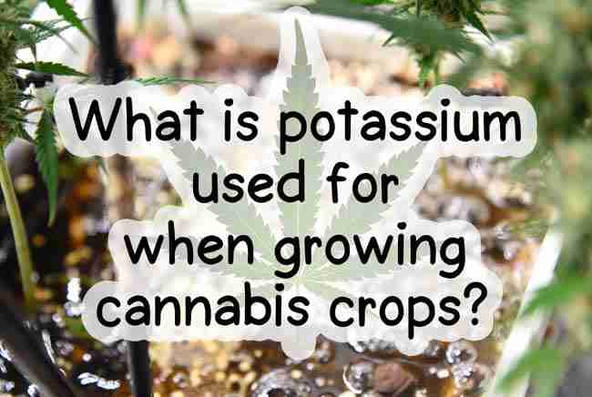 Potassium for cannabis growing guide - What is potassium used for when growing cannabis crops title in bold leaf-shaped text over healthy cannabis plants