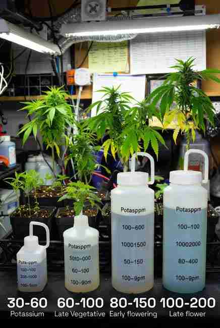 Potassium for cannabis - recommended ppm levels by growth stage: 30-60 seedling, 60-100 late veg, 80-150 early flower, 100-200 late flower in grow room setup