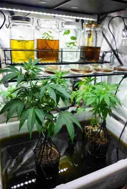 Home tissue culture micropropagation setup for cannabis integrated with Kratky method mother plants in passive hydroponics cannabis system, showing glass jars with young plantlets, nutrient media, and LED lighting for preserving genetics and producing identical clones