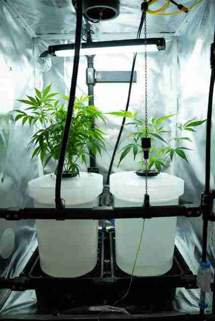 Kratky method cannabis setup in small stealth grow tent showing zero electricity pumps, simple white buckets, autoflowering plants, and stable reservoirs for passive hydroponics cannabis with low maintenance and solid 2-4 ounce yields