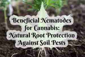 Main image for article with cannabis roots in the background with a bubble text overlay with the name of the article