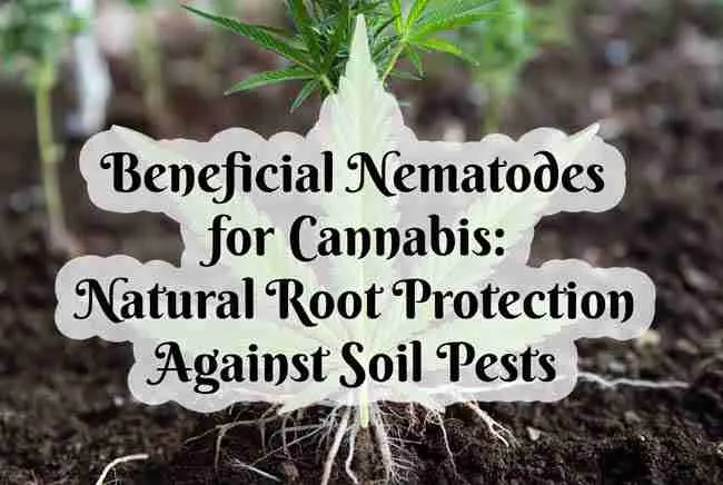 Main image for article with cannabis roots in the background with a bubble text overlay with the name of the article