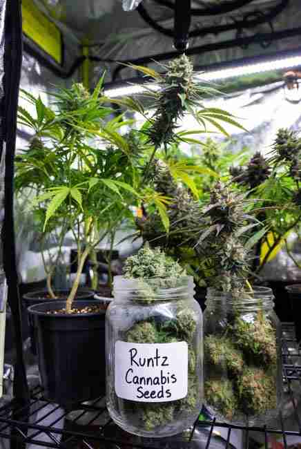 Runtz Cannabis Seeds complete growing journey from quality seeds to frosty colorful buds in indoor grow tent setup
