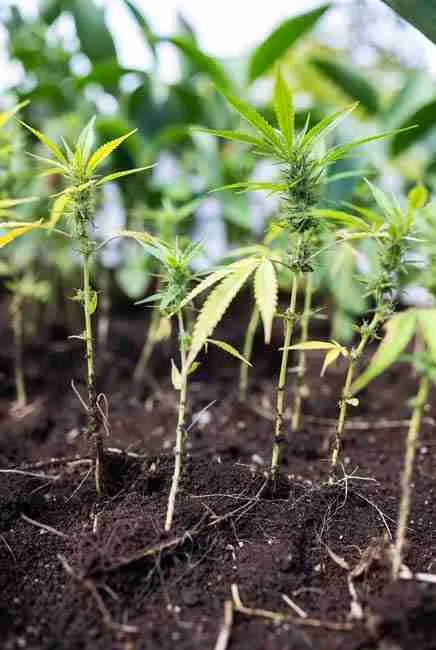 Young cannabis seedlings showing yellow leaves and stunted growth from underground root pests like aphids and fungus gnats in organic soi