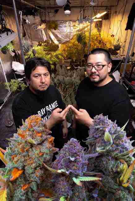 Two cannabis breeders in LA grow tent inspecting vibrant purple and orange Runtz Cannabis phenotypes during initial cross