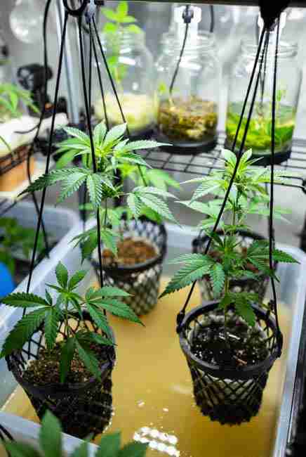 Elite cannabis mother plants from Kratky passive hydroponics cannabis grow transitioning to tissue culture micropropagation in home lab environment, featuring hanging net pots in nutrient solution and sterile culture jars for rejuvenating strains and cleaning contaminated genetics in 2026