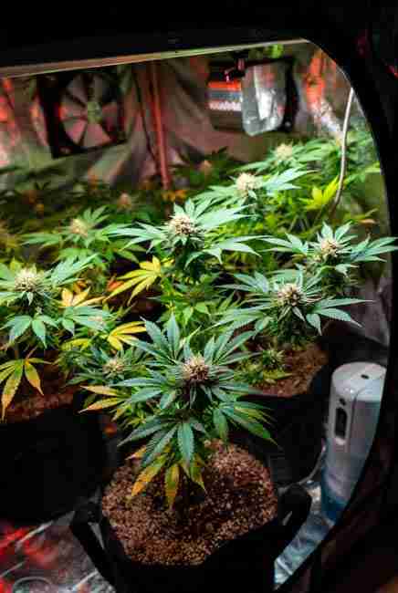 Runtz Cannabis Strain harvest maximization tips showing fabric pots beneficial microbes LST training and cooler night temperatures in grow tent