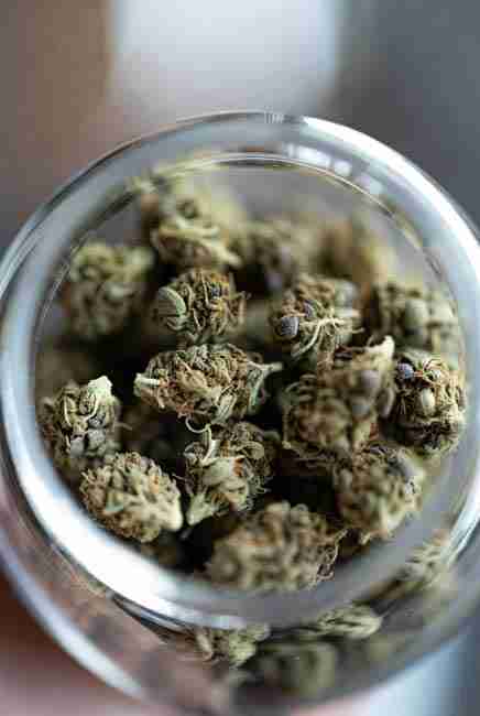 A jar of fresh cannabis buds grown from Green Avenger Seeds seeds. 