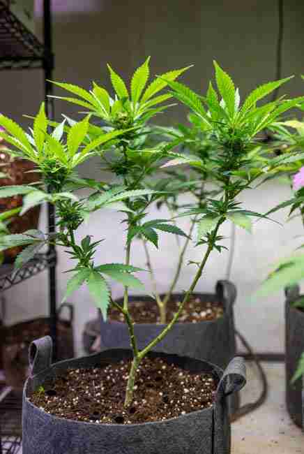 Healthy Runtz Cannabis Seeds in veg growth showing bushy structure nitrogen-rich feeding and early fruity aroma hints in indoor tent