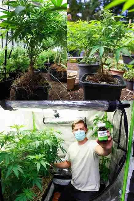 Real grower results using beneficial nematodes cannabis: before and after comparison showing healthier plants with massive root balls, deep green leaves, and increased yields after eliminating fungus gnats and root aphids in indoor and outdoor setups
