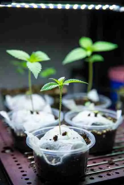 Realistic close-up of Sour Diesel cannabis seedlings emerging from wet paper towel germination setup with visible white taproots under gentle LED grow lights