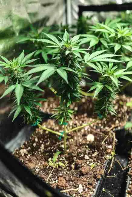Close-up of Sour Diesel cannabis during veg phase showing branches gently bent and secured with soft ties to maximize light exposure and bushy development