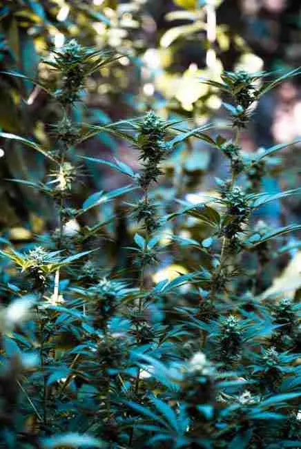 Detailed view of Sour Diesel genetics featuring varied phenotypes including super tall sativa-leaning plants and slightly bushier expressions in a controlled grow environment
