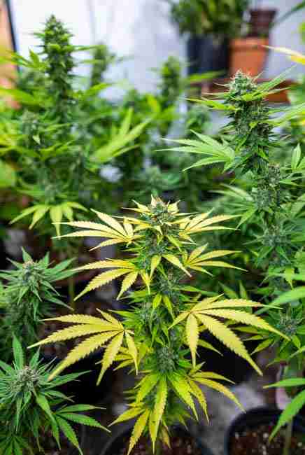 Healthy cannabis plants in an organic grow setup showing prevention strategies paired with beneficial nematodes: clean soil, proper watering, sticky traps, mycorrhizal fungi, compost teas, and companion planting for natural soil pest control