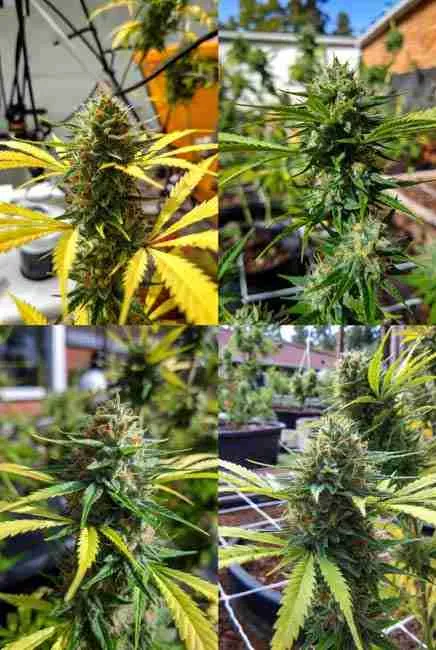 Sour Diesel cannabis buds showcasing stabilized genetics huge yields and energizing high in modern indoor grow setup