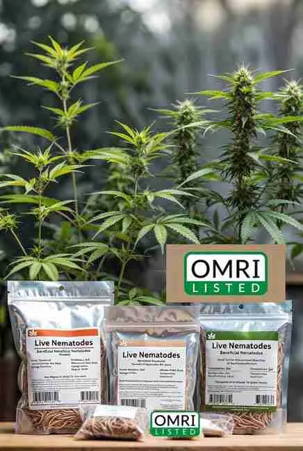 OMRI-listed beneficial nematodes cannabis products in sponge and gel forms displayed among healthy cannabis plants, highlighting temperature requirements, sufficient quantity for multiple applications, and proper storage guidelines for maximum effectiveness
